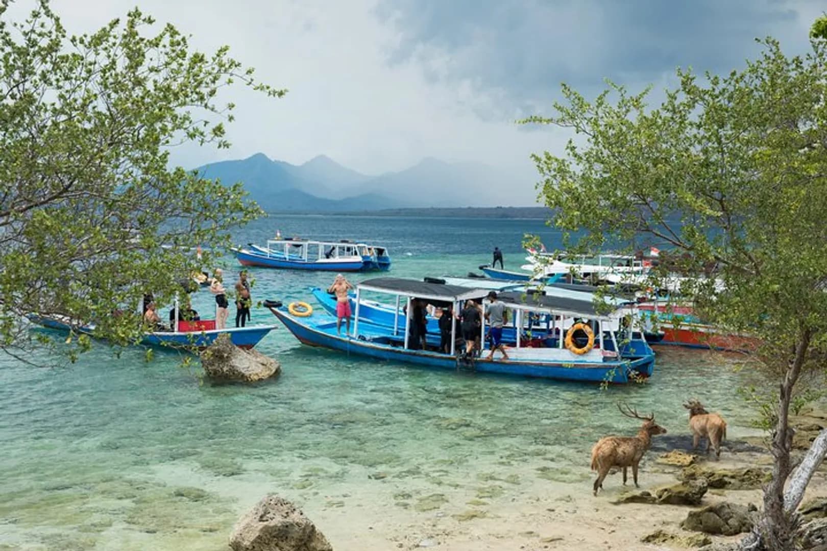Menjangan Island 4