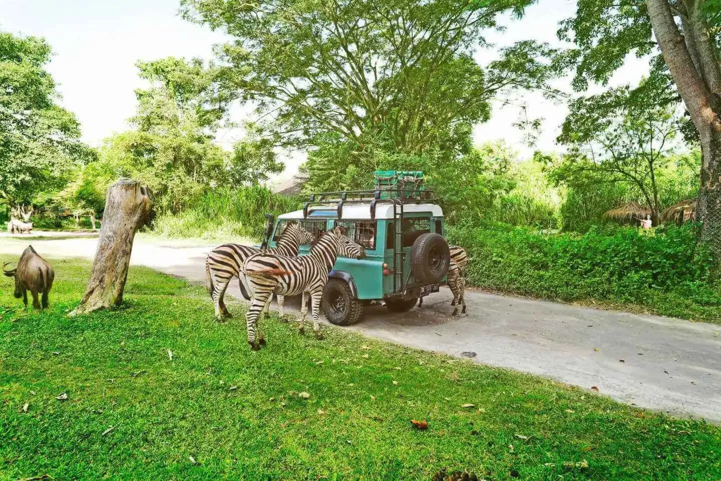 Bali Safari & Marine Park - Wildlife Adventure - Image 5