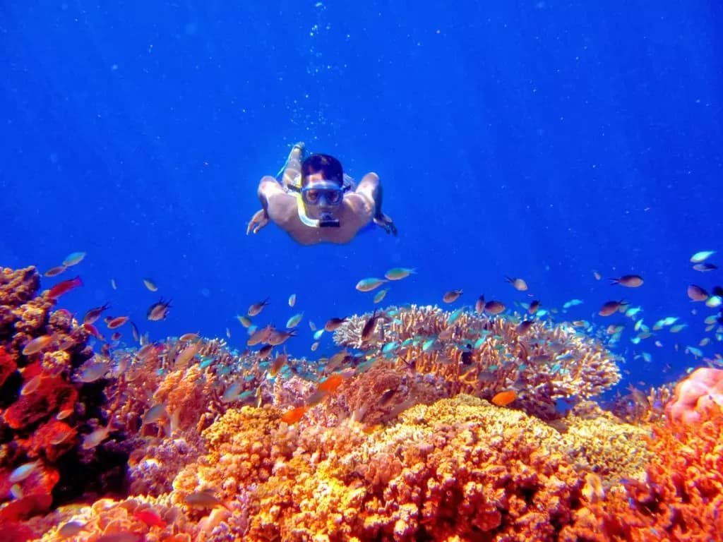 Menjangan Island Snorkeling - West Bali National Park - Image 2