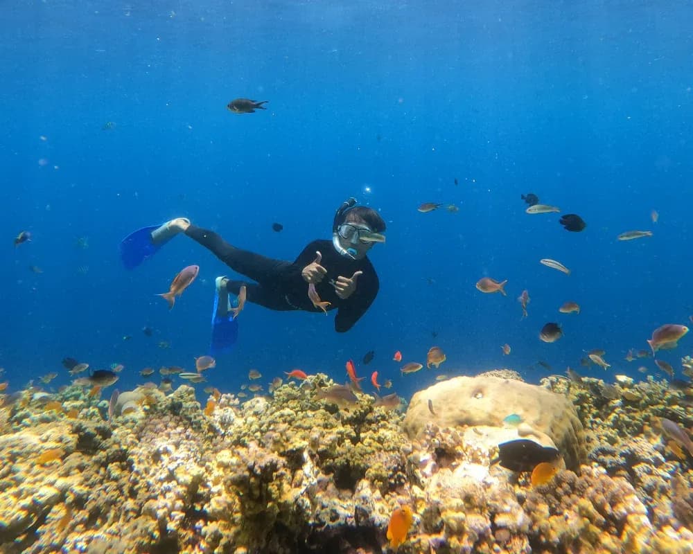Menjangan Island Snorkeling - West Bali National Park - Image 4
