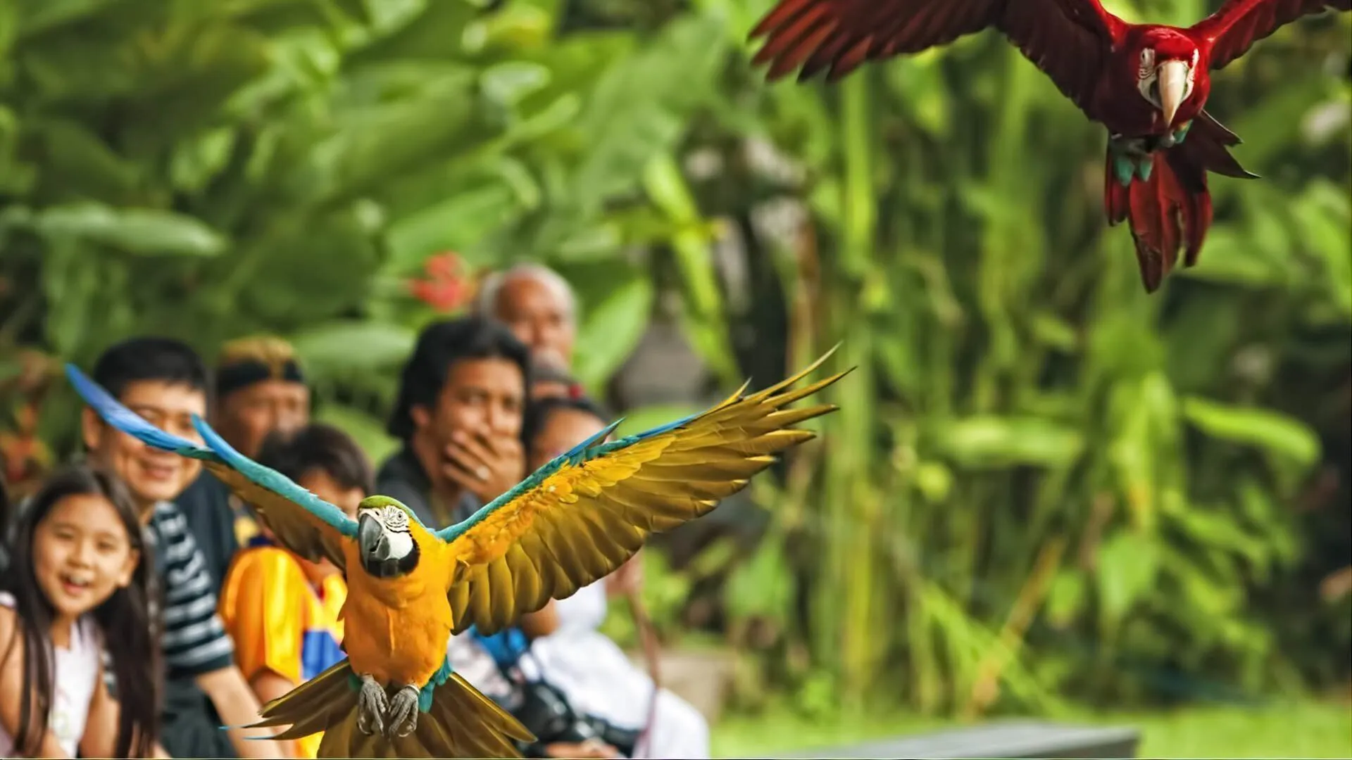 Bali Bird Park - Exotic Birds & Wildlife - Image 4